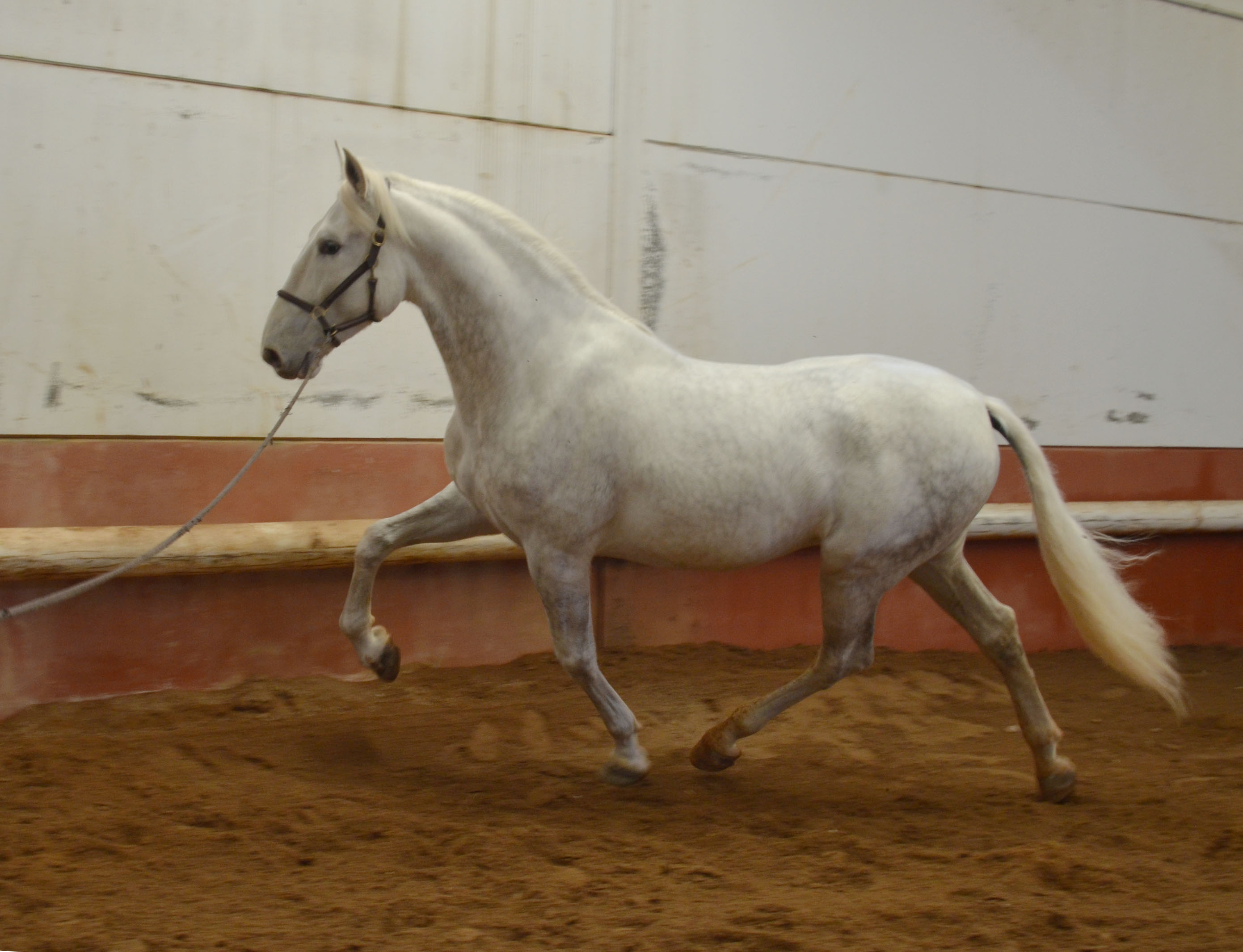 Listado de Caballos en Venta